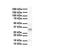 Par-6 Family Cell Polarity Regulator Beta antibody, PA5-69204, Invitrogen Antibodies, Western Blot image 