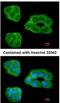 Proliferation-Associated 2G4 antibody, NBP2-16257, Novus Biologicals, Immunofluorescence image 