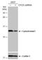 Cytochrome C, Somatic antibody, NBP2-21569, Novus Biologicals, Western Blot image 