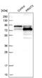 Protein Arginine Methyltransferase 3 antibody, NBP1-83205, Novus Biologicals, Western Blot image 