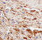 Cathepsin F antibody, MAB2075, R&D Systems, Immunohistochemistry frozen image 