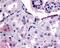 HER4 antibody, 48-177, ProSci, Immunohistochemistry frozen image 