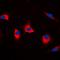 DNA Fragmentation Factor Subunit Alpha antibody, orb213845, Biorbyt, Immunofluorescence image 
