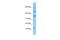 Inhibitor Of DNA Binding 3, HLH Protein antibody, A01379, Boster Biological Technology, Western Blot image 