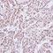 Macrophage Stimulating 1 antibody, orb73937, Biorbyt, Immunohistochemistry paraffin image 
