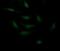 Cadherin 3 antibody, NBP2-45601, Novus Biologicals, Immunofluorescence image 