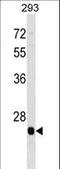 BTG Anti-Proliferation Factor 4 antibody, LS-C159188, Lifespan Biosciences, Western Blot image 