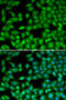 Rhotekin antibody, 14-937, ProSci, Immunofluorescence image 