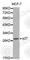 Cyclin Dependent Kinase Inhibitor 1B antibody, A0026, ABclonal Technology, Western Blot image 