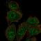 SH3 Domain Containing 19 antibody, PA5-66183, Invitrogen Antibodies, Immunofluorescence image 