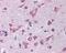Interleukin 1 Receptor Associated Kinase 1 antibody, 49-435, ProSci, Immunohistochemistry frozen image 
