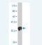 LIM Domain Only 1 antibody, H00004004-M02, Novus Biologicals, Western Blot image 