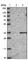 Family With Sequence Similarity 207 Member A antibody, HPA036354, Atlas Antibodies, Western Blot image 