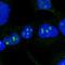 DExD-Box Helicase 50 antibody, PA5-57932, Invitrogen Antibodies, Immunofluorescence image 