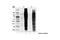 Tyrosine antibody, 9417S, Cell Signaling Technology, Western Blot image 