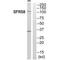 Splicing Factor SWAP antibody, A10863, Boster Biological Technology, Western Blot image 