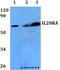 Interleukin 20 Receptor Subunit Alpha antibody, A09859-1, Boster Biological Technology, Western Blot image 