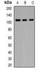 Pre-MRNA Processing Factor 40 Homolog A antibody, orb382481, Biorbyt, Western Blot image 