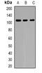 Pre-MRNA Processing Factor 40 Homolog A antibody, orb382481, Biorbyt, Western Blot image 