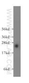 ADP Ribosylation Factor Like GTPase 15 antibody, 11934-1-AP, Proteintech Group, Western Blot image 