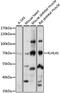 Kelch Like Family Member 41 antibody, 16-024, ProSci, Western Blot image 