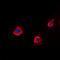 PTTG1 Interacting Protein antibody, GTX55274, GeneTex, Immunofluorescence image 