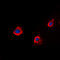 PTTG antibody, GTX55274, GeneTex, Immunofluorescence image 