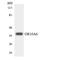Olfactory Receptor Family 10 Subfamily A Member 6 (Gene/Pseudogene) antibody, LS-C200303, Lifespan Biosciences, Western Blot image 