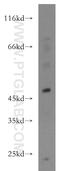 Interferon Induced Protein With Tetratricopeptide Repeats 5 antibody, 13378-1-AP, Proteintech Group, Western Blot image 