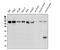 SWI/SNF Related, Matrix Associated, Actin Dependent Regulator Of Chromatin, Subfamily A, Member 4 antibody, M00223-1, Boster Biological Technology, Western Blot image 