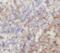 Interleukin 19 antibody, FNab04235, FineTest, Immunohistochemistry paraffin image 