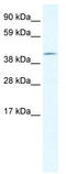 Zinc Finger Protein 461 antibody, TA341507, Origene, Western Blot image 