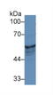 Keratin 8 antibody, LS-C295020, Lifespan Biosciences, Western Blot image 