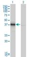 DnaJ homolog subfamily B member 4 antibody, H00011080-M01, Novus Biologicals, Western Blot image 