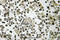 DEAD-Box Helicase 55 antibody, A12850-1, Boster Biological Technology, Immunohistochemistry frozen image 