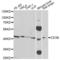 CD38 Molecule antibody, LS-C331640, Lifespan Biosciences, Western Blot image 
