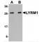 LYR Motif Containing 1 antibody, MBS150701, MyBioSource, Western Blot image 