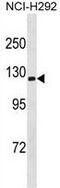 ATPase Na+/K+ Transporting Subunit Alpha 3 antibody, GTX53511, GeneTex, Western Blot image 