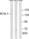Mov10 Like RISC Complex RNA Helicase 1 antibody, GTX87827, GeneTex, Western Blot image 