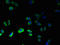 Probable G-protein coupled receptor 75 antibody, LS-C375852, Lifespan Biosciences, Immunofluorescence image 