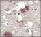 Neuroglobin antibody, 252180, Abbiotec, Immunohistochemistry paraffin image 