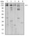 1-phosphatidylinositol-4,5-bisphosphate phosphodiesterase gamma-1 antibody, NBP2-61790, Novus Biologicals, Western Blot image 