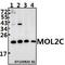 MOB Kinase Activator 3C antibody, A16858-1, Boster Biological Technology, Western Blot image 