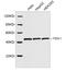 Flap Structure-Specific Endonuclease 1 antibody, LS-B13673, Lifespan Biosciences, Western Blot image 