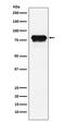 Phospholipid Transfer Protein antibody, M02209, Boster Biological Technology, Western Blot image 