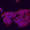 Diacylglycerol O-Acyltransferase 2 antibody, AF7256, R&D Systems, Immunocytochemistry image 