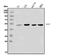 Nuclear Receptor Subfamily 1 Group H Member 2 antibody, A04523-2, Boster Biological Technology, Western Blot image 