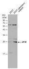 eIF4E antibody, GTX132092, GeneTex, Western Blot image 