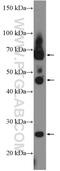 Apolipoprotein B MRNA Editing Enzyme Catalytic Subunit 3B antibody, 14559-1-AP, Proteintech Group, Western Blot image 