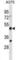 Adhesion Regulating Molecule 1 antibody, abx031306, Abbexa, Western Blot image 